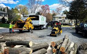Best Lawn Disease Treatment  in Heath, TX