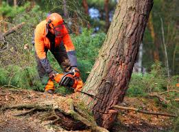 Best Lawn Pest Prevention  in Heath, TX