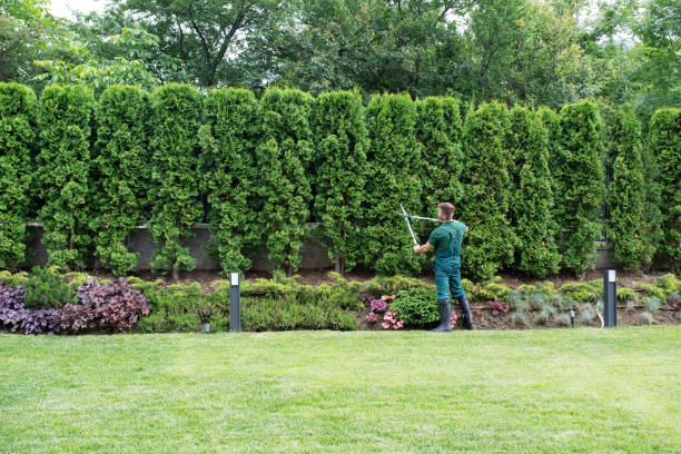 Best Tree Disease Treatment  in Heath, TX