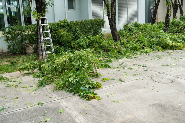 Trusted Heath, TX Tree Services Experts