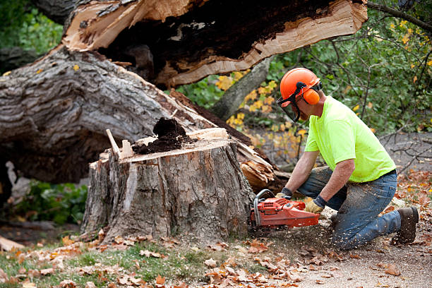 Best Tree Removal  in Heath, TX