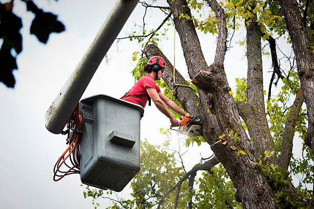 Best Arborist Consultation Services  in Heath, TX