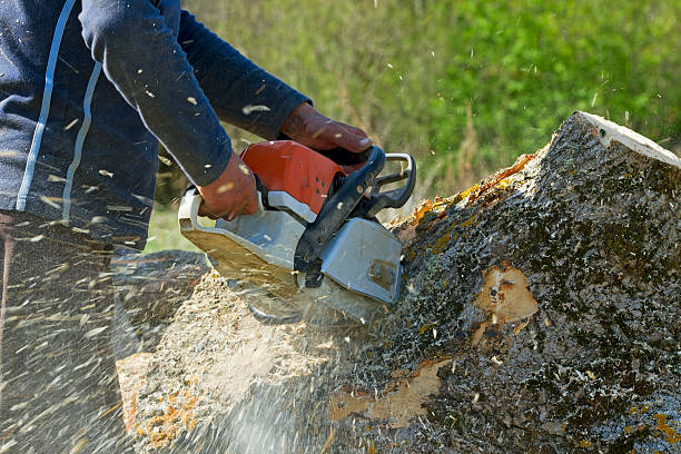 Tree and Shrub Care in Heath, TX